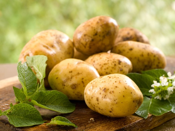 5429 Сорта картофеля