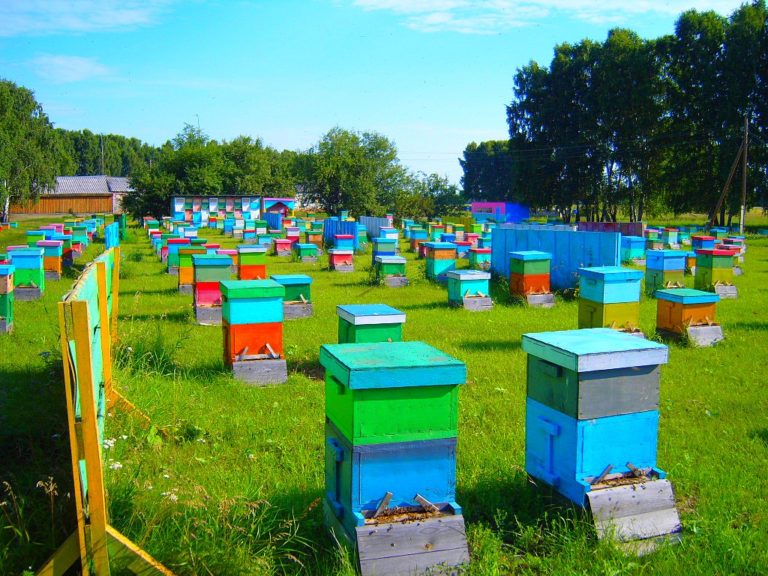 16831 Предприятие покупает мед, прополис, воск в Николаевской области.